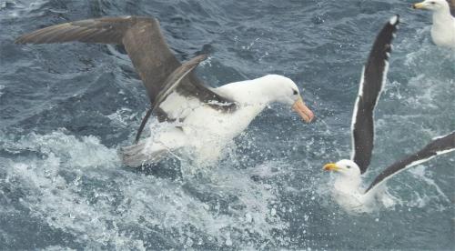 Albatros de Ceja Negra y Gaviota dominicana